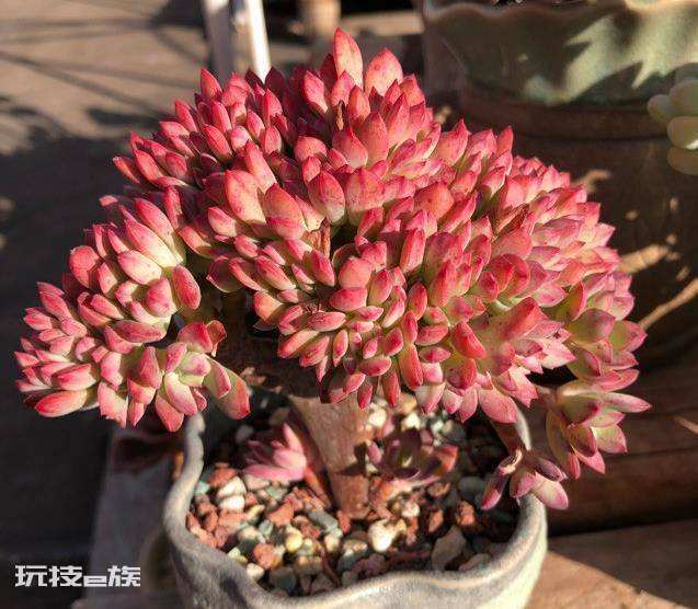 如何养多肉才又肥又胖又不徒长(多肉干瘪没光泽要这样养护)-图片1